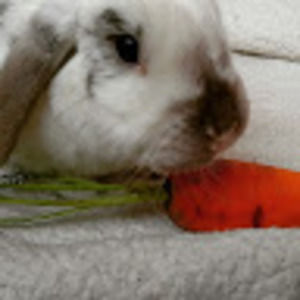 Meet your Posher, Starwars